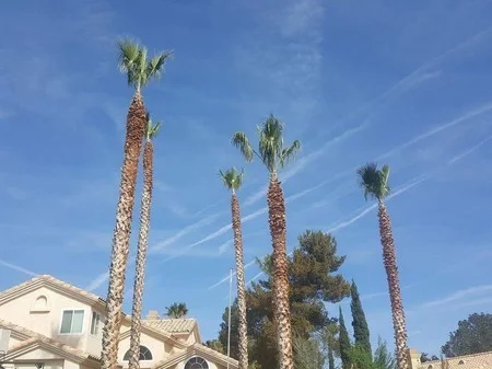 Beautiful trimmed palm trees after Chad's Chippers service
