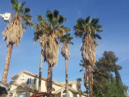 Overgrown palm trees before professional trimming