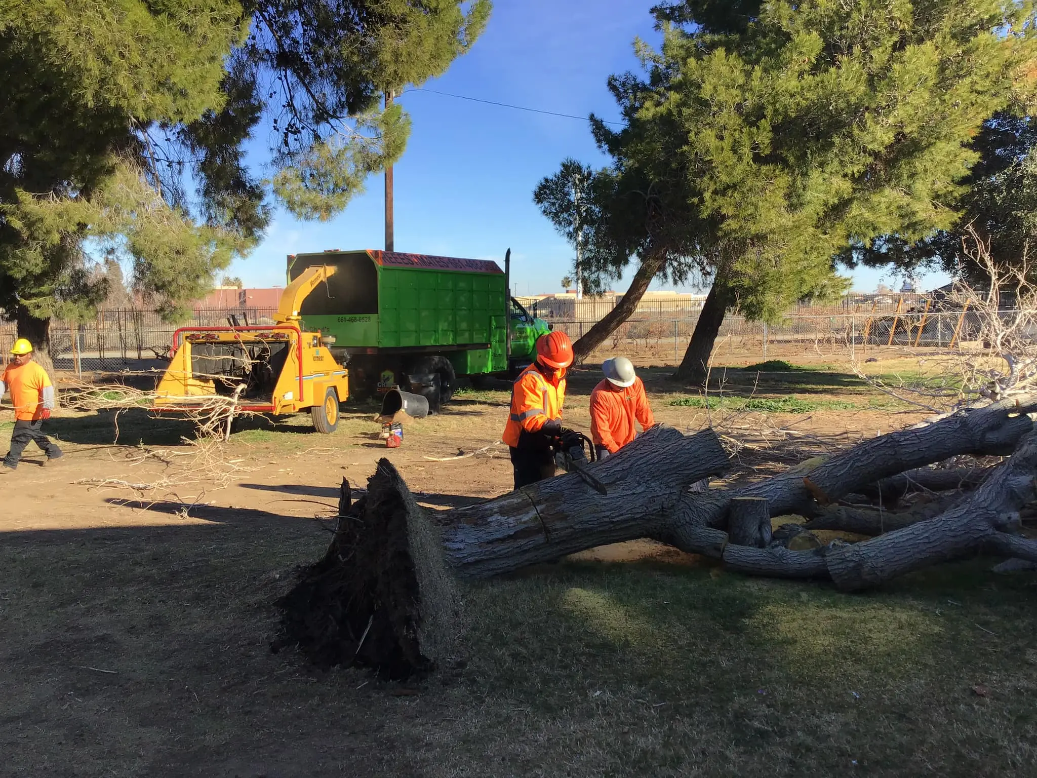 Tree removal