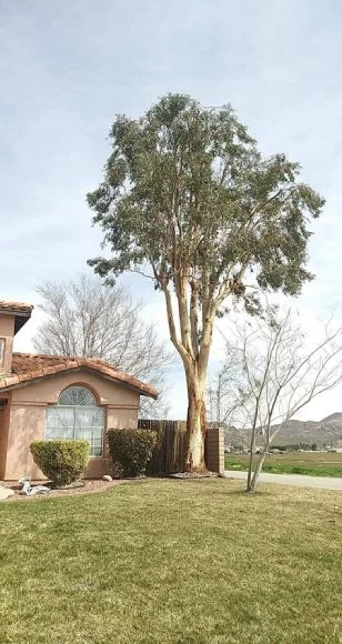 Trimming & pruning